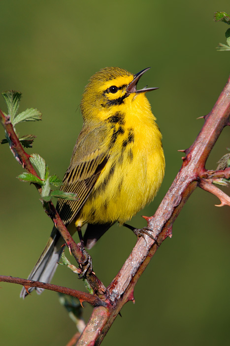 Prairie Warbler