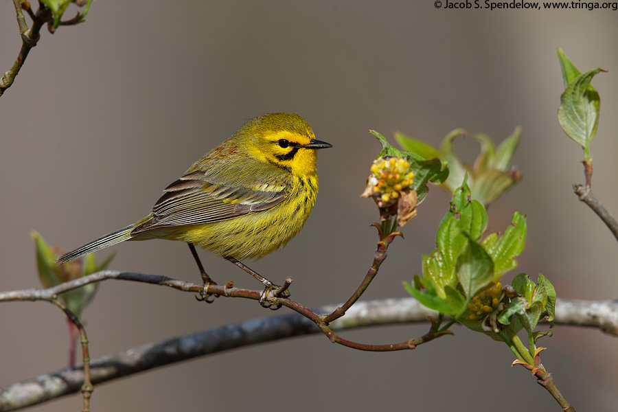 Prairie Warbler