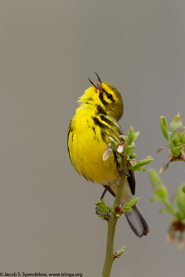 Prairie Warbler