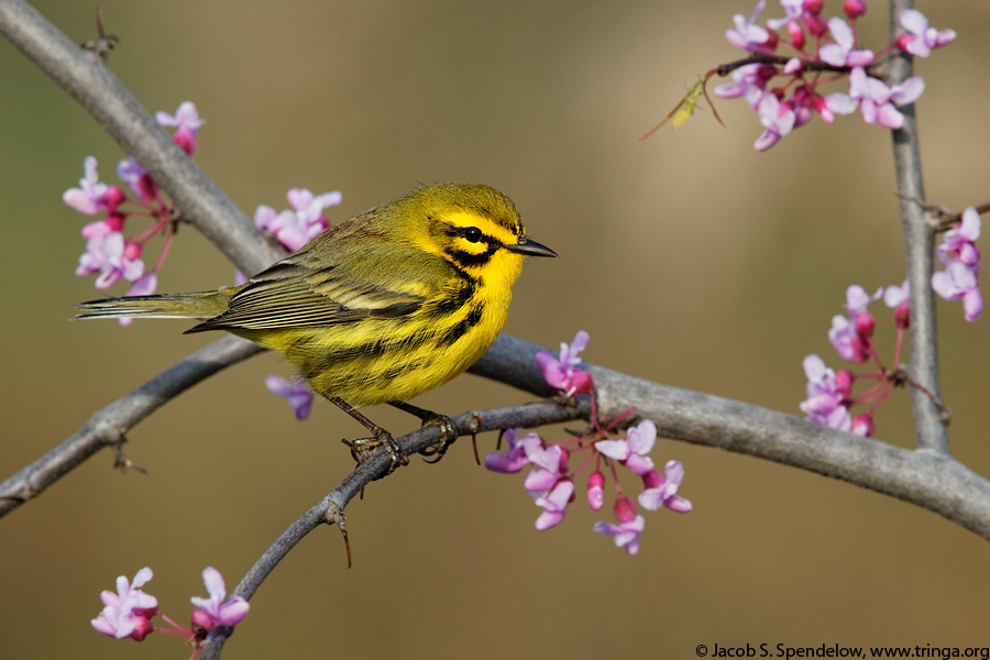 Prairie Warbler