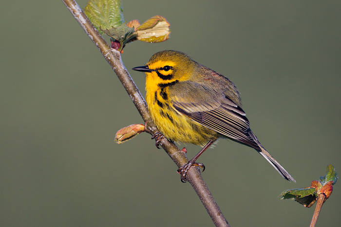 Prairie Warbler