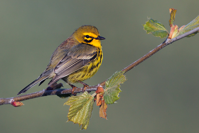 Prairie Warbler