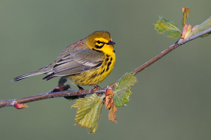 Prairie Warbler