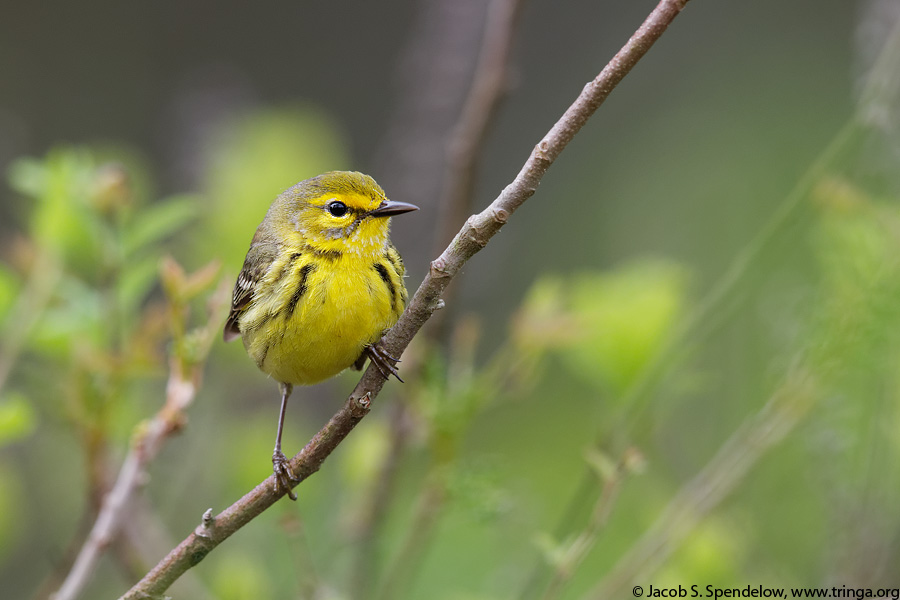 Prairie Warbler