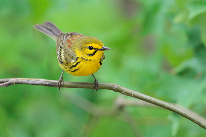 Prairie Warbler