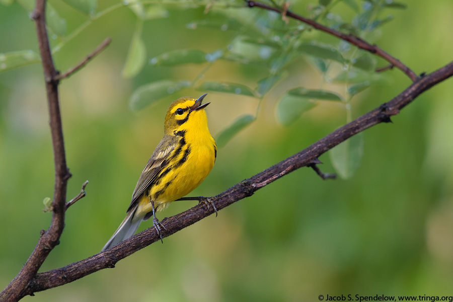 Prairie Warbler