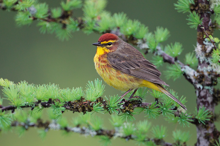 Palm Warbler