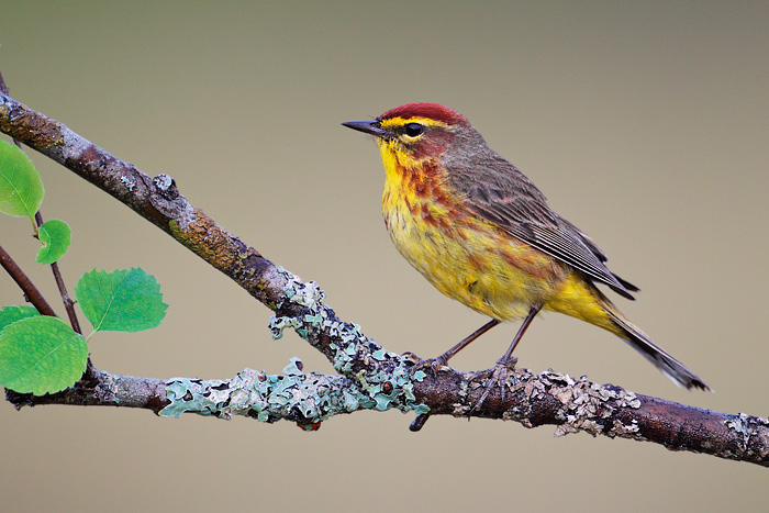 Palm Warbler