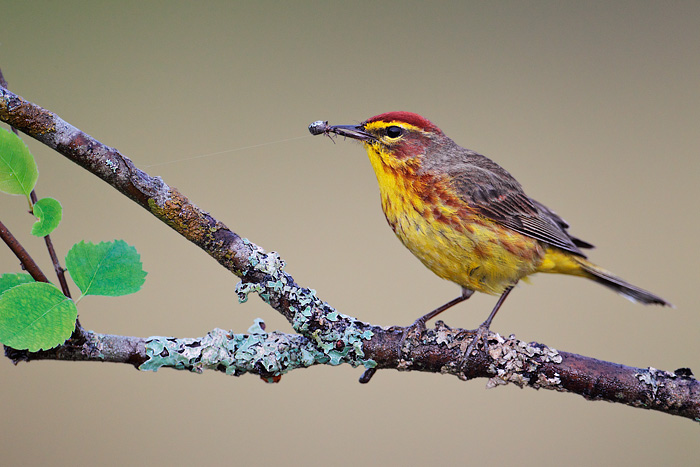 Palm Warbler