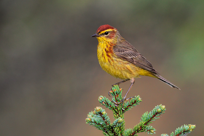 Palm Warbler