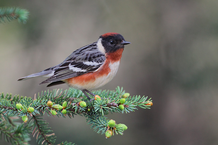 Bay-breasted Warbler