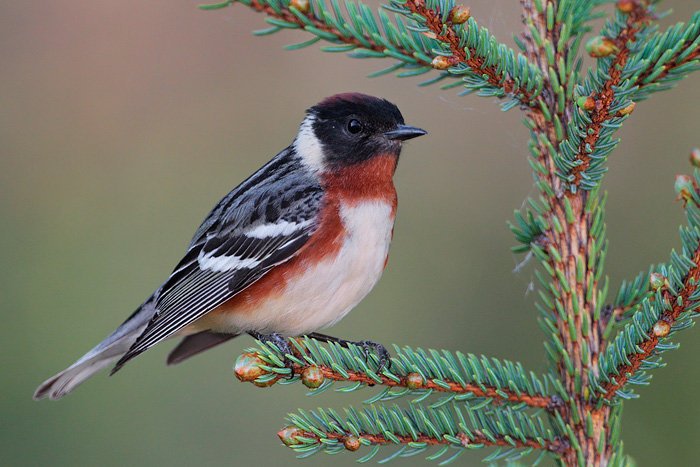 Bay-breasted Warbler