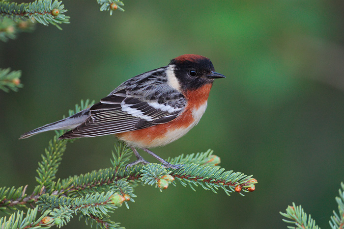 Bay-breasted Warbler