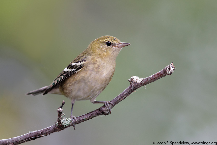 Bay-breasted Warbler