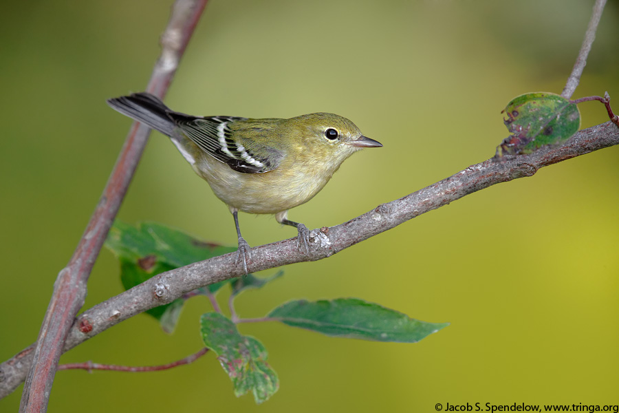 Bay-breasted Warbler