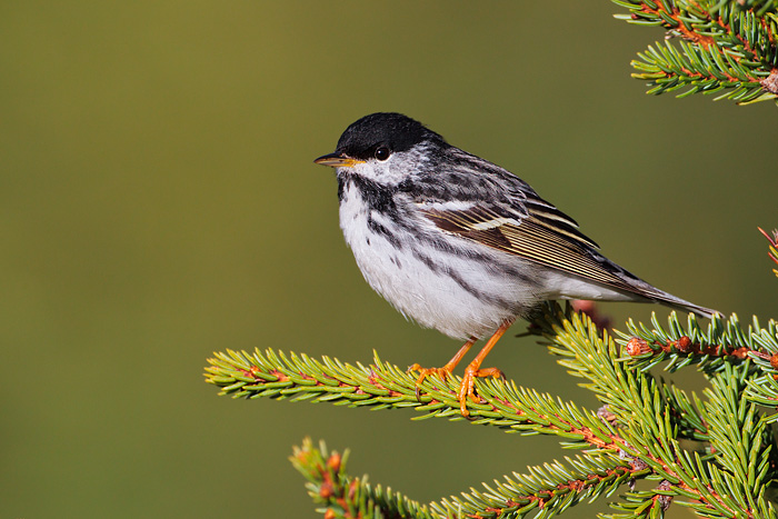 Blackpoll Warbler