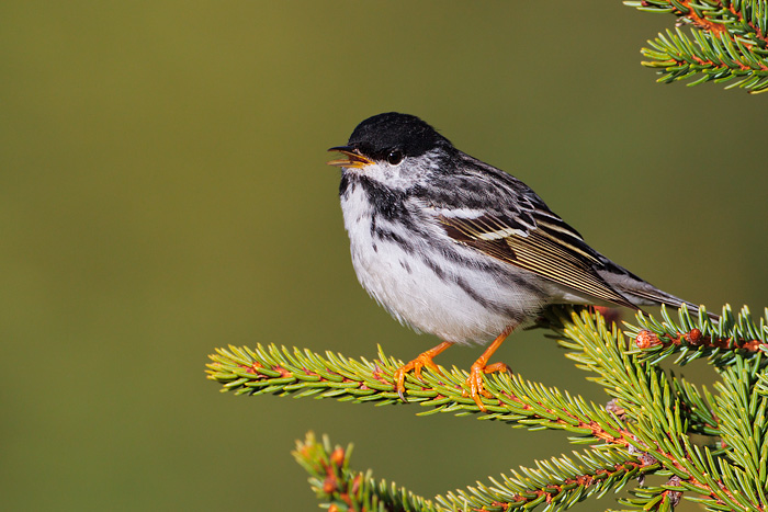 Blackpoll Warbler