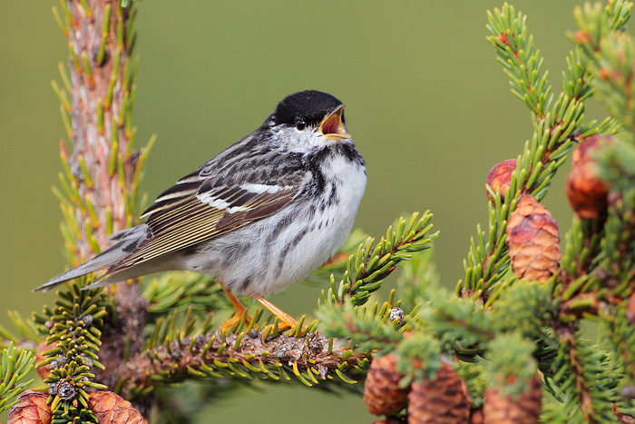 Blackpoll Warbler