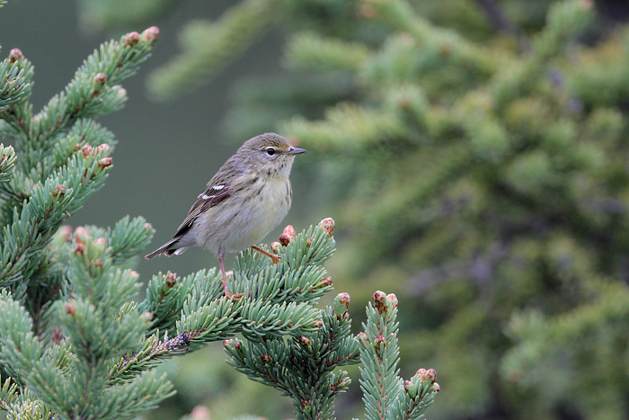 Blackpoll Warbler