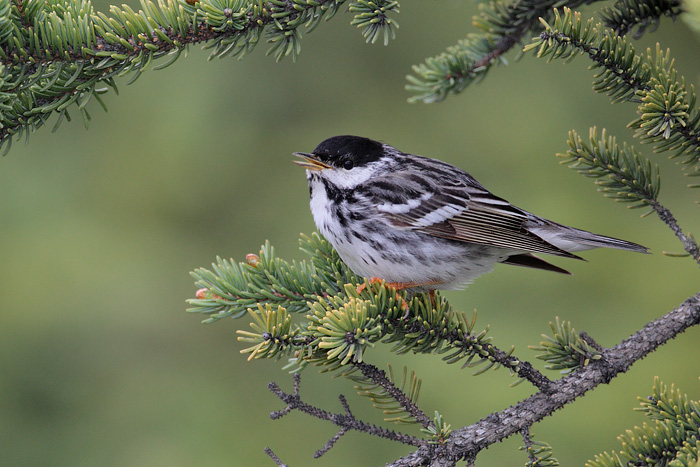 Blackpoll Warbler