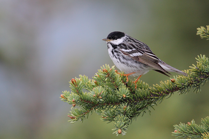 Blackpoll Warbler