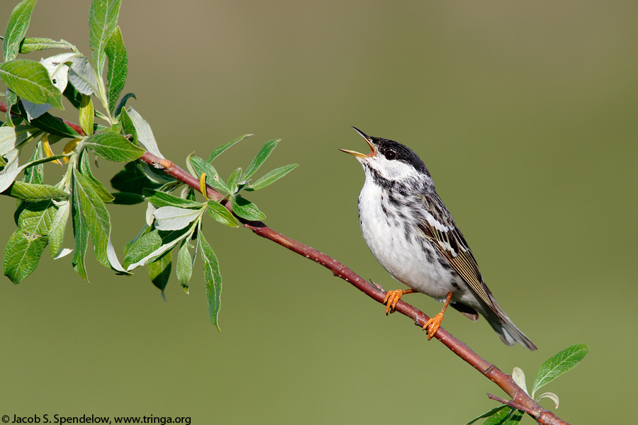 Blackpoll Warbler