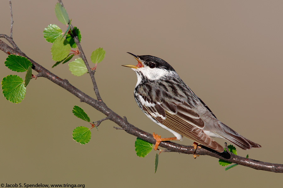 Blackpoll Warbler