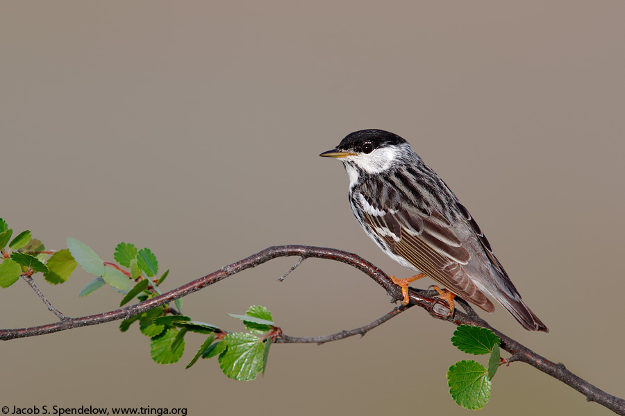 Blackpoll Warbler