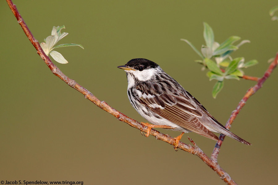 Blackpoll Warbler