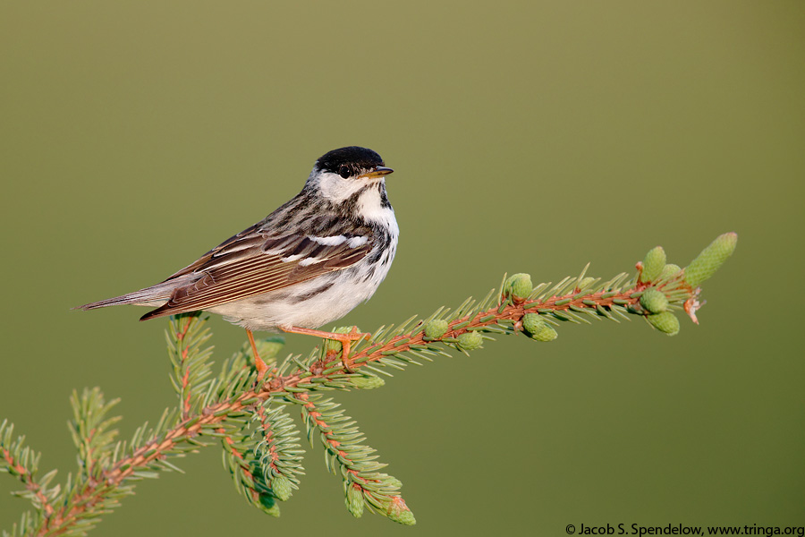 Blackpoll Warbler