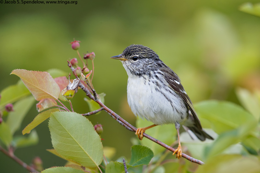 Blackpoll Warbler