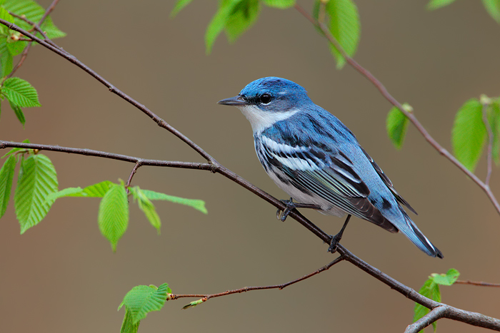 Cerulean Warbler