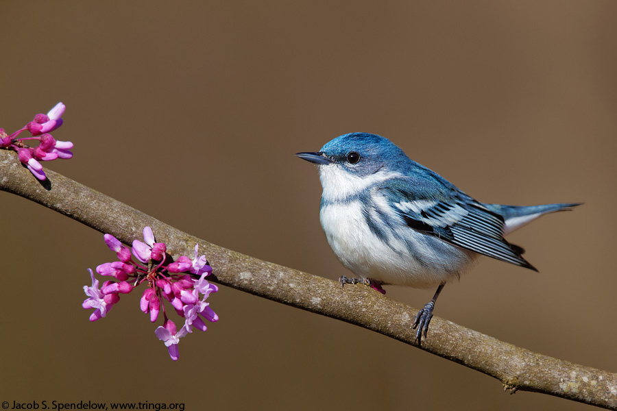 Cerulean Warbler