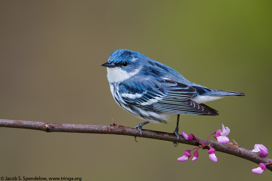 Cerulean Warbler