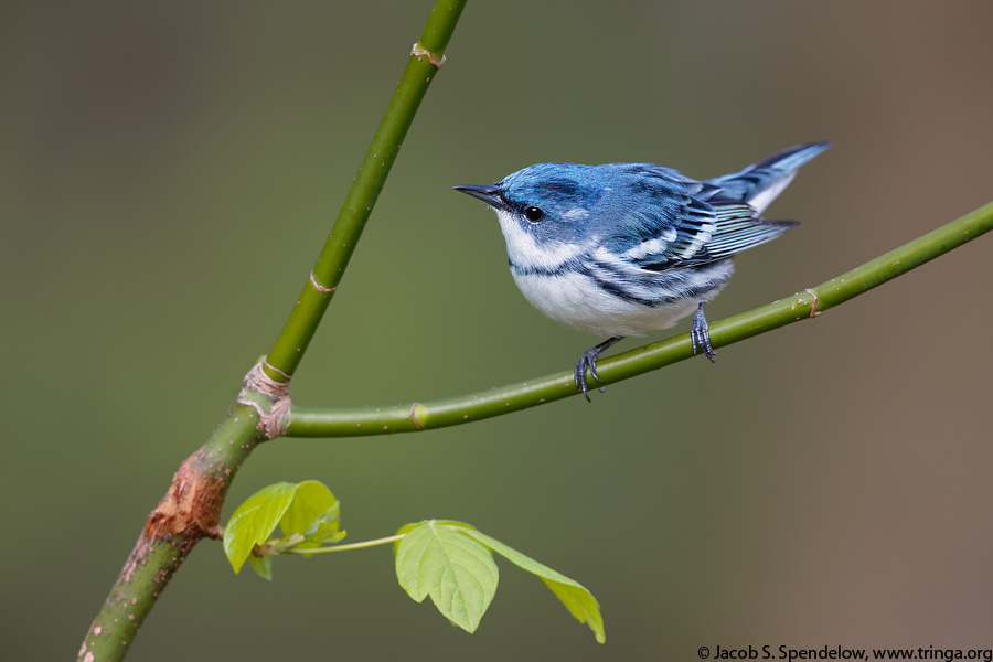 Cerulean Warbler