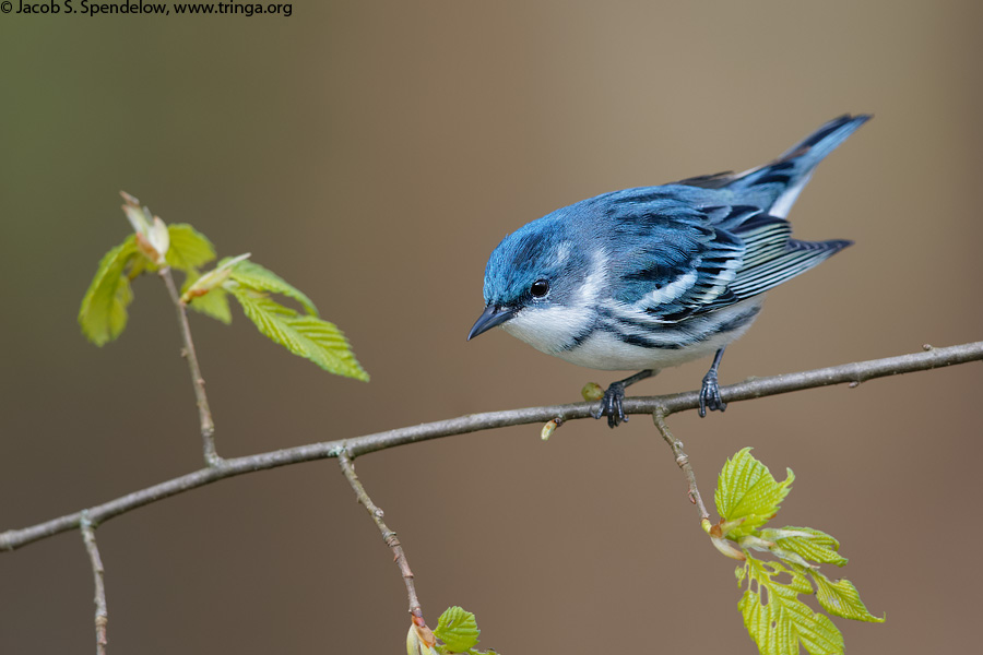 Cerulean Warbler