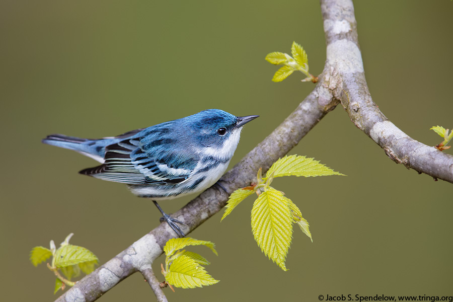 Cerulean Warbler