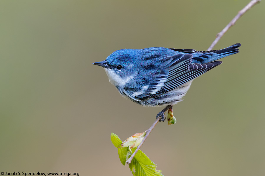 Cerulean Warbler