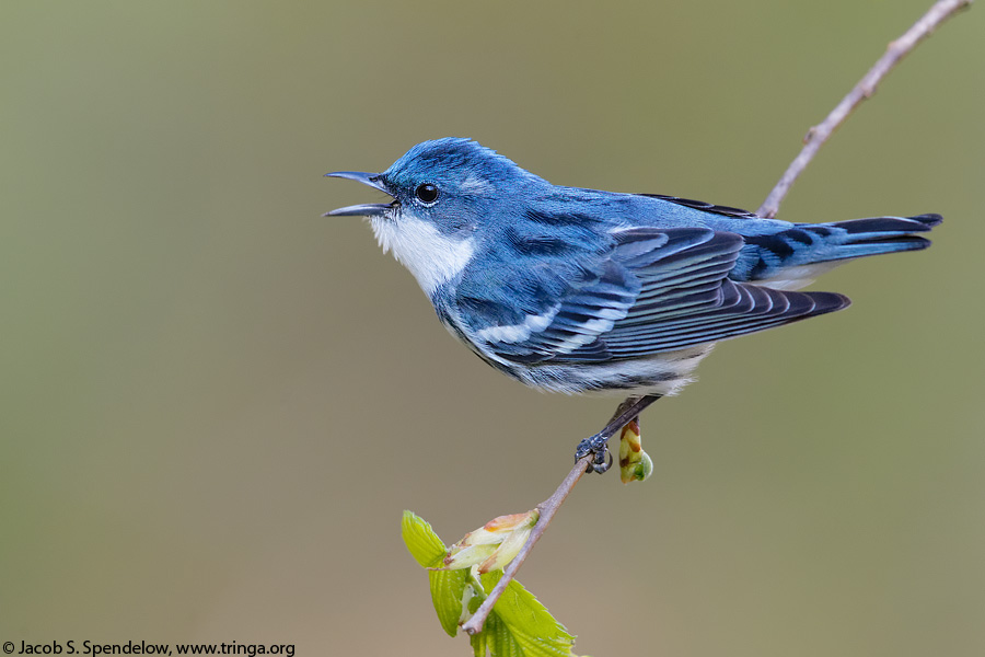 Cerulean Warbler