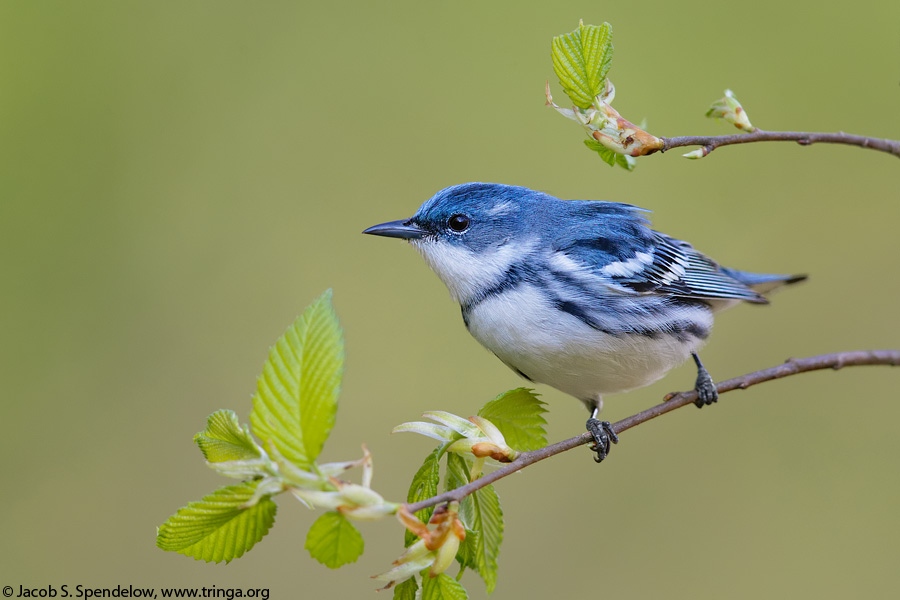 Cerulean Warbler