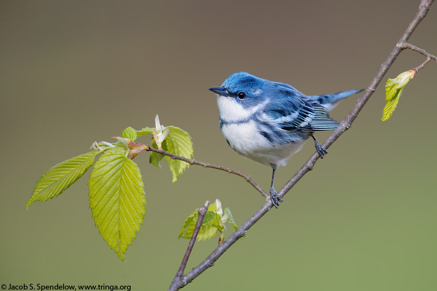 Cerulean Warbler