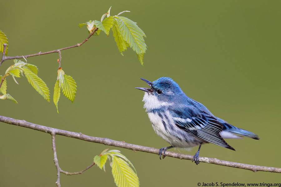 Cerulean Warbler