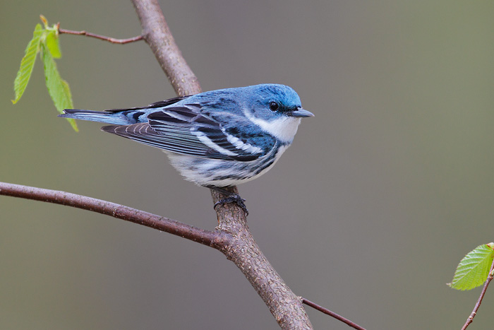 Cerulean Warbler