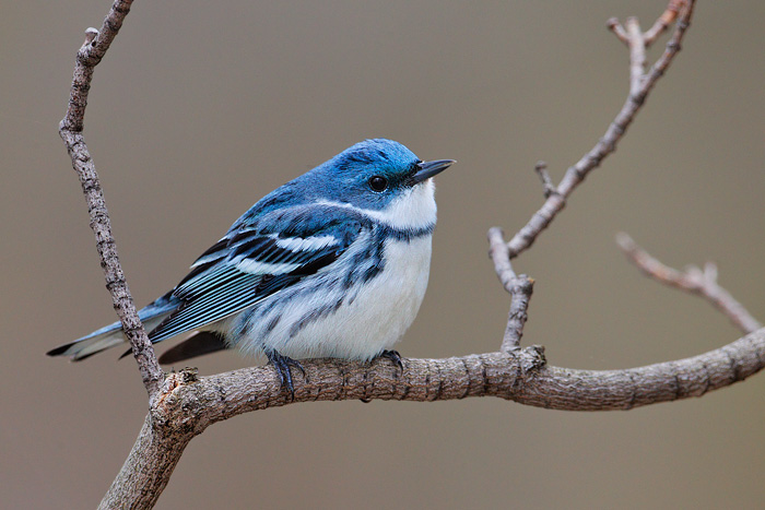 Cerulean Warbler