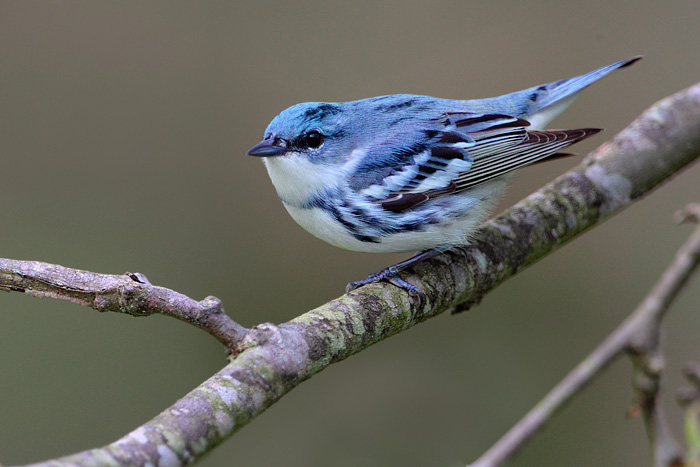 Cerulean Warbler