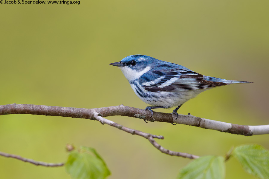 Cerulean Warbler