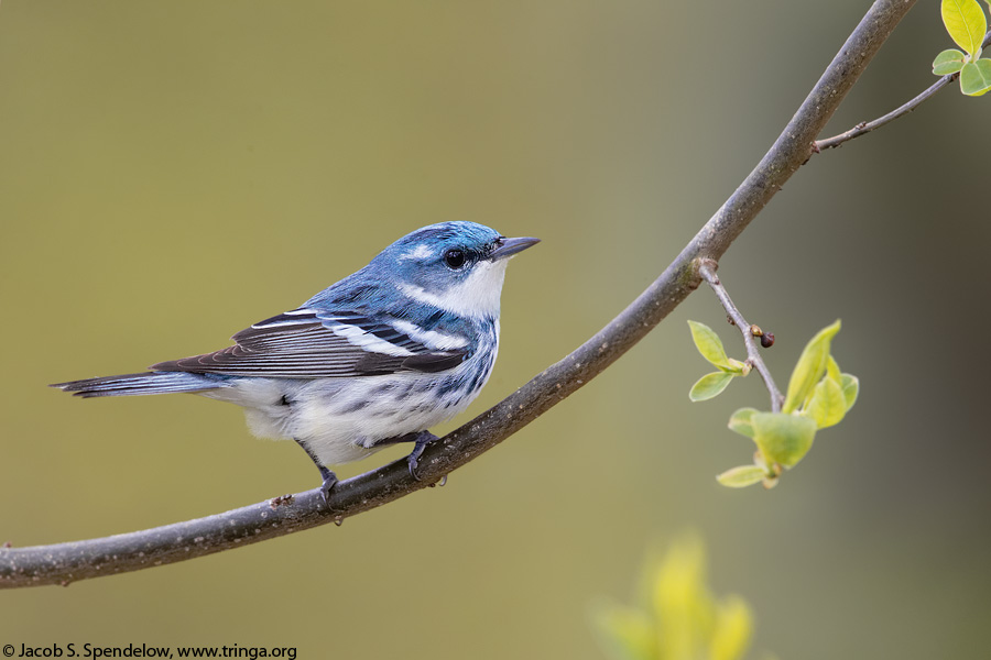 Cerulean Warbler