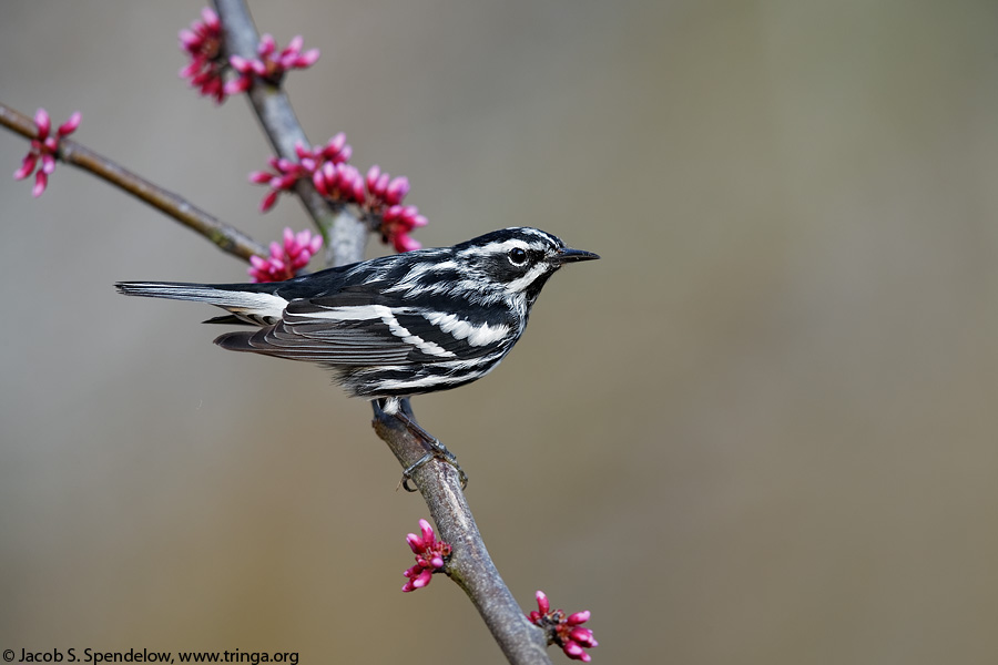 Black-and-white Warbler