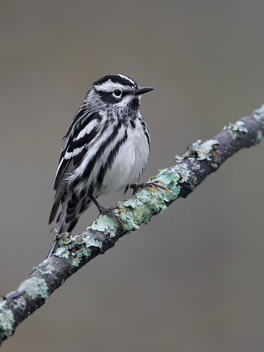 Black-and-white Warbler