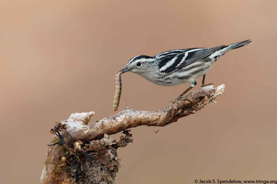 Black-and-white Warbler